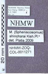 Etikett zu Melanotus shinoharai (Kishii & Platia, 1993)